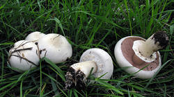 Agaricus_arvensis_AWP_20191007.thumb.JPG.e2d15fbe18581ec6d10c3075526eafdf.JPG