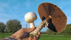 Agaricus_arvensis_AWP_20191026.thumb.JPG.8f7d0e522ab07a356701f67ae2451f0a.JPG