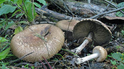 Agaricus_augustus_AWP_20191013.thumb.JPG.7493dcfb55c3d1b24afaa5742993fd68.JPG