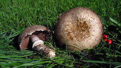 Agaricus_bisporus_2_AWP_20191009.thumb.JPG.64b45a67dbe61f84d4be53daf415ef8c.JPG