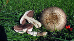 Agaricus_bisporus_3_AWP_20191009.thumb.JPG.e01598f69c302767028052430a16c0c1.JPG