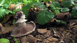 Agaricus_bitorquis_2_AWP_20191018.thumb.JPG.948ca278ee2f25c118b48552f8122f29.JPG