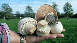 Agaricus_macrosporus_3_AWP_20191020.thumb.JPG.4e5deddd6c38864a20369c23c5f22b84.JPG