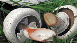 Agaricus_macrosporus_6_AWP_20191020.thumb.JPG.b53d790c8e47285d7412298a685d7b56.JPG