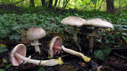 Agaricus_phaeolepidotus_AWP_20191009.thumb.JPG.e6a05524a0557e32366e86bc97e98a65.JPG