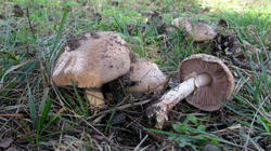 Agaricus_sylvaticus_AWP_20191026.thumb.JPG.d1331579ff04180b986a24866a419958.JPG