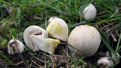 Agaricus_xanthodermus_AWP_20191009.thumb.JPG.51c5323d04dab18449804a9dd946ada6.JPG