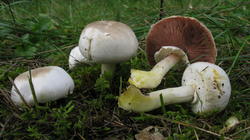 Agaricus_xanthodermus_AWP_20191011.thumb.JPG.a6e53ec973b7e603c185cbb1230a5d6b.JPG