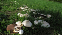 Agaricus_xanthodermus_AWP_201910120.thumb.JPG.181e3d36c543aa27d3814a57631f1d80.JPG