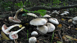 Agaricus_xanthodermus_AWP_20191013.thumb.JPG.353e8539086a423d5b9e029a0bdfc808.JPG