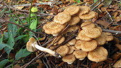 Armillaria_gallica_AWP_20191028.thumb.JPG.30cf292415286dd15f0992f9ed627691.JPG