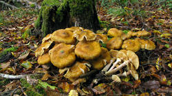 Armillaria_mellea_4_AWP_20191018.thumb.JPG.73e0e9d9bd2fc9c639ed1e80e556929d.JPG