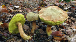 Boletus_subtomentosus_AWP_20191023.thumb.JPG.ac21b0b8af30dcf3bfdac3110f2374df.JPG