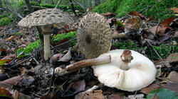 Chlorophyllum_olivieri_AWP_20191023.thumb.JPG.fef05561cf0816a20947fd8c58c2b6e2.JPG