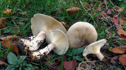 Clitocybe_nebularis_3_AWP_20191023.thumb.JPG.c92f62522b8c9b9ea4aa8f41ceb61ee1.JPG