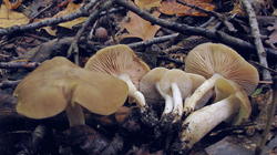 Entoloma_rhodopolium_AWP_20191020.thumb.JPG.7c48271f7019f531a535e9fb3a244d59.JPG