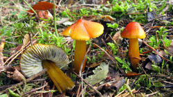 Hygrocybe_conika_AWP_20191020.thumb.JPG.6adab21c1e85d66f45696f1d6e4821f2.JPG