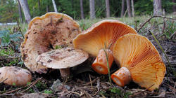 Lactarius_deliciosus.thumb.JPG.89e9af0209c7102e6fd1801e779b8204.JPG