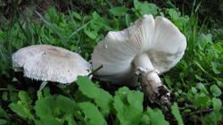 Leucoagaricus_barssii_AWP_20191007.thumb.JPG.30f417949220cf485e41c0eb9032c91b.JPG