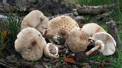 Macrolepiota_mastoidea_AWP_20191023.thumb.JPG.b92f26a87be4f93867a1ecd8425dc1aa.JPG