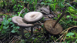 Entoloma_sericeum_AWP_20191103.thumb.JPG.57e55386e53a0006e218403312527d88.JPG