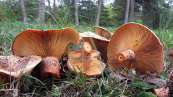 Lactarius_deliciosus_AWP_20191030.thumb.JPG.e8eb1ecbcb727de2d7baa06ca94d8cf5.JPG