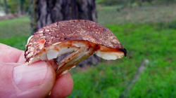 Leucoagaricus_badhamii_6_AWP_20191030.thumb.JPG.bb1a44a9743f75b282c3eb1fb79e4e04.JPG