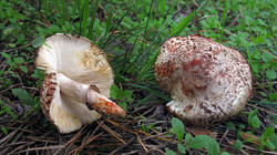 Leucoagaricus_badhamii_F_AWP_20191030.thumb.JPG.fc8a23683981760f6658caa5270968ba.JPG