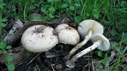 Leucoagaricus_barssii_2_AWP_20191031.thumb.JPG.570539218c941870cfb7e153ea557693.JPG