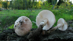 Leucoagaricus_barssii_AWP_20191031.thumb.JPG.ad1d86a00cdf6e5305020012a104f692.JPG