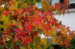 Liquidambar_styraciflua_2_AWP_20141113.thumb.JPG.cf235c5b79657e9f9461b0dc3b166645.JPG