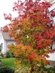 Liquidambar_styraciflua_AWP_20141113.thumb.JPG.bcc551bcd66952fde5079cbf8733381f.JPG