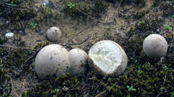 Lycoperdon_lividum_AWP_20191103.thumb.JPG.26e8d4de027c109ab630ffc7fd09ee74.JPG