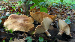 Rhodocybe_sp_AWP_20192203.thumb.JPG.58c8cc9dff8d0dd5431b64a4c6d80630.JPG