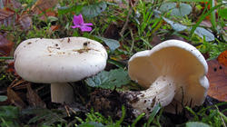 1156968456_Clitocybe_nebularis20191130.thumb.JPG.b72d5886e793d48720f34e33c6fad645.JPG