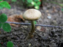 №329 Mallocybe Inocybe leucoloma 190721 береза (8).JPG