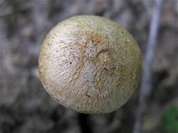 №329 Mallocybe Inocybe leucoloma 190721 береза (7).JPG