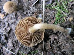 №329 Mallocybe Inocybe leucoloma 190721 береза (4).JPG