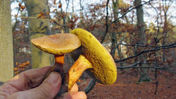 Boletus_subtomentosus_2_AWP_20191130.thumb.JPG.08b085166ba0fff17ea154694ac4f004.JPG