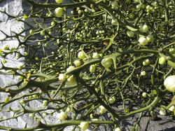 Citrus_trifoliata_2_AWP_20170328.thumb.JPG.97e4808ea3e59a6c5facf684023d2f4e.JPG