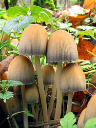 Coprinus_micaceus_2_AWP_20191214.thumb.JPG.2b6231b358246589a3bdafdd650f0c6f.JPG