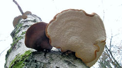 Fomitopsis_betulina_AWP_20191214.thumb.JPG.097b537fb94bb36cc8a37e955cb8d329.JPG