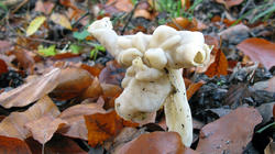 Helvella_crispa_AWP_20191130.thumb.JPG.3593e08993a68005c2fdd878cbb74ca8.JPG