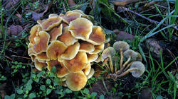 Hypholoma_fasciculare_AWP_20191214.thumb.JPG.476d662fc53f97b61ea3d6eb6f76220c.JPG