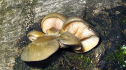 Panellus_serotinus_AWP_20191214.thumb.JPG.f14aa446696eef65f2f0f996396b3641.JPG