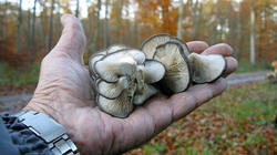 Pleurotus_ostreatus_4_AWP_20191130.thumb.JPG.d02073ce1543ac2fa160bdf2b96c9b6b.JPG