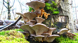 Pleurotus_ostreatus_AWP_20191221.thumb.JPG.d91e110789eaa7dc13ae00652ac611c3.JPG