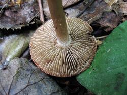 Inocybe perlata 190723 вяз липа (4).JPG