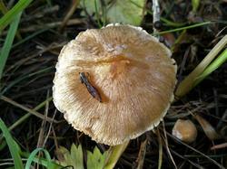 №453 Inocybe sindonia 190810 лиственница (3).jpg