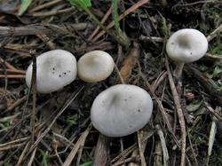 №370 Leucocybe candicans 190725 сосна (1).JPG